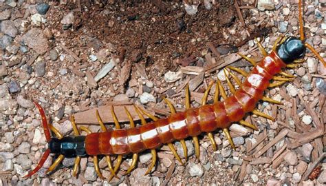 歐洲蜈蚣|centipedes articles